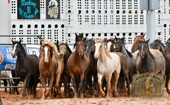 Rocking B Rodeo horses